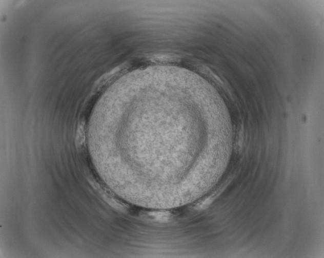 X0000085060478200704021350