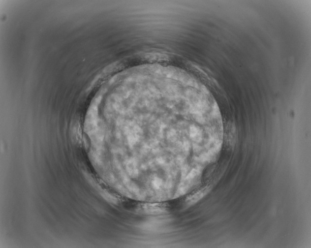 X0000085060622200704021346