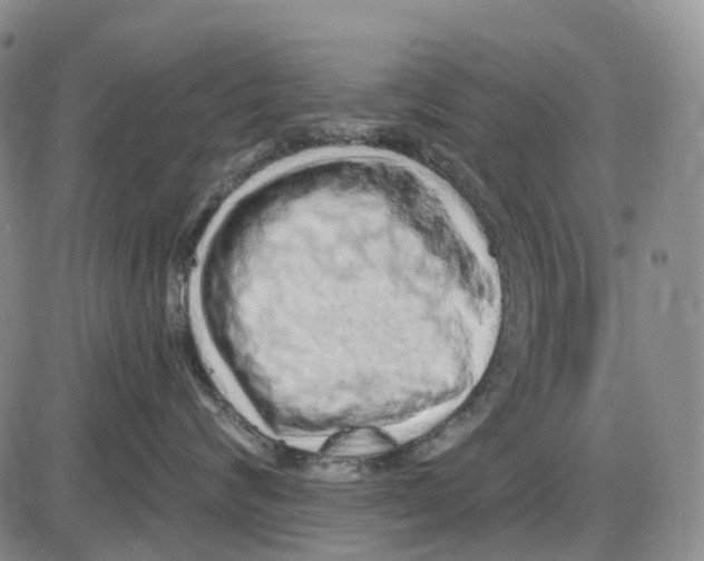 X0000085060624200704021346
