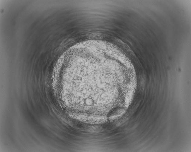 X0000085060663200704021346