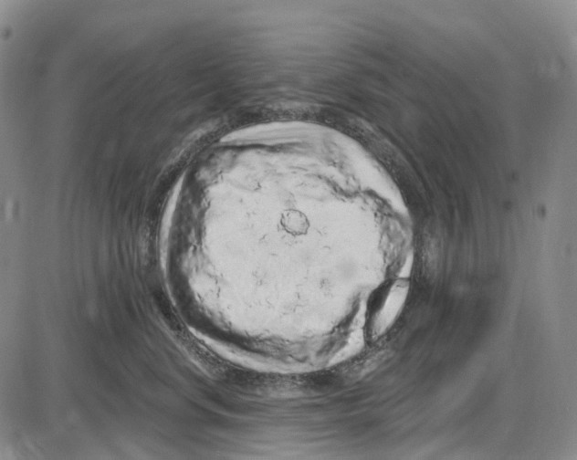 X0000085060668200704021346