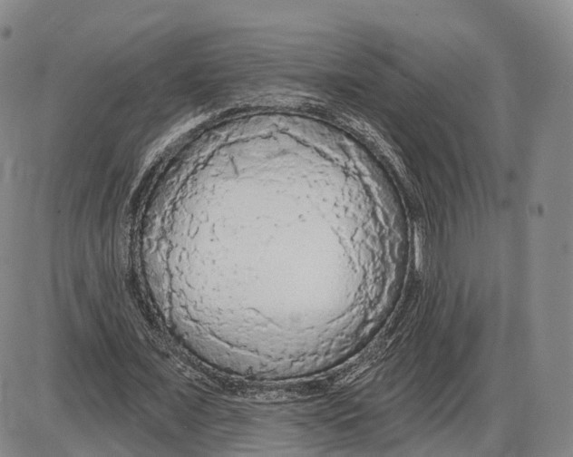 X0000085060675200704021346