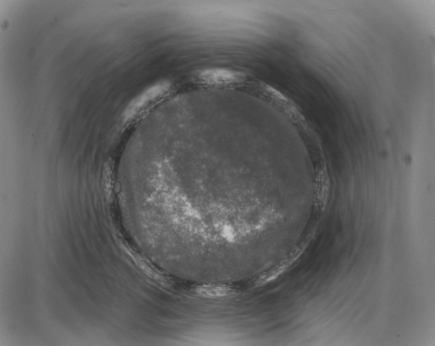 X0000085060762200704021345