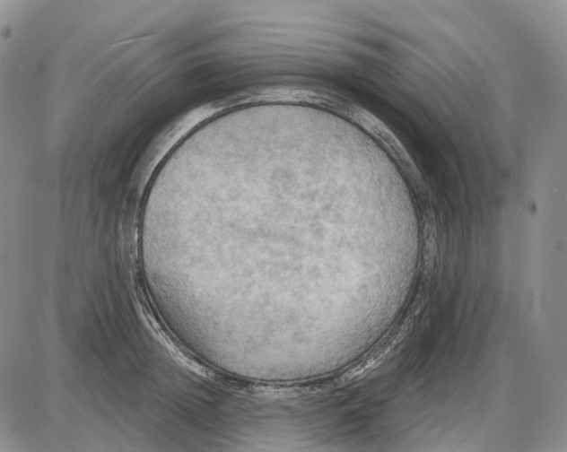 X0000085060852200704021343