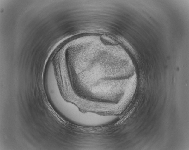 X0000085060932200704021341