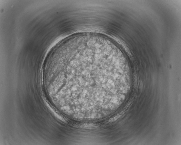 X0000085060982200704021340