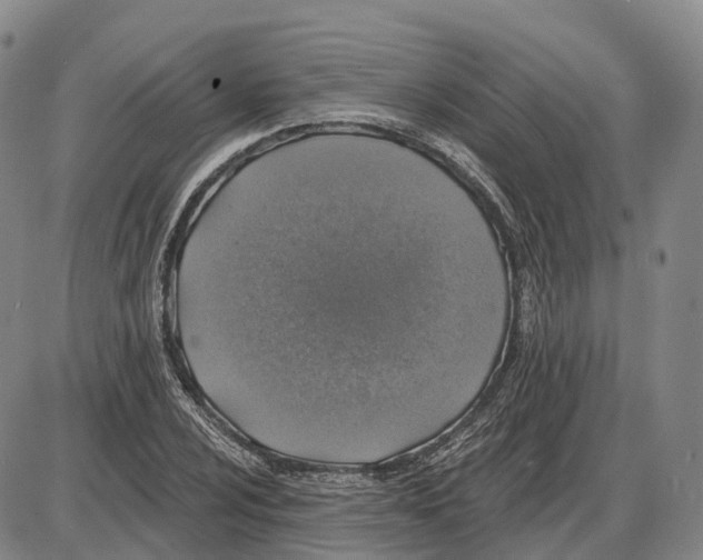 X0000085061024200704021339