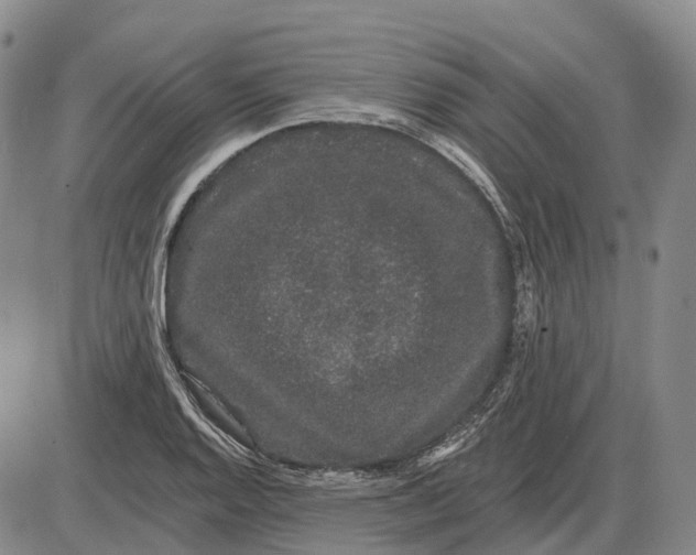 X0000085061128200704021338