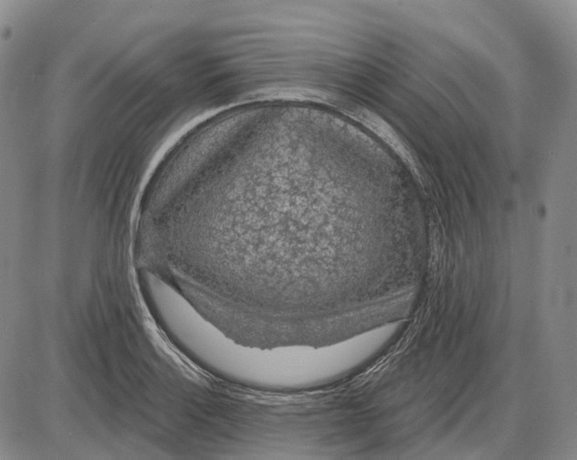 X0000085061132200704021338