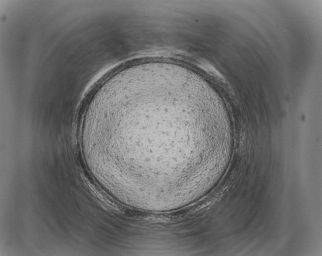 X0000085061216200704021336