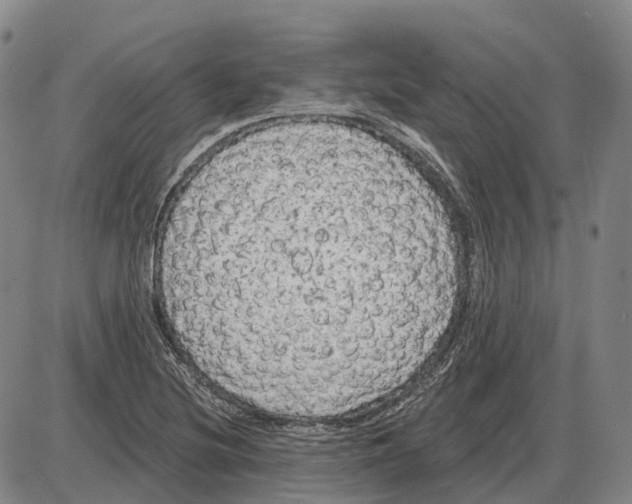 X0000085061220200704021336