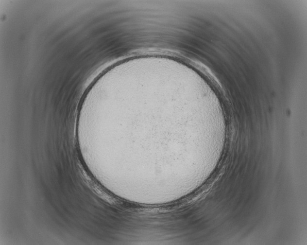 X0000085061228200704021336