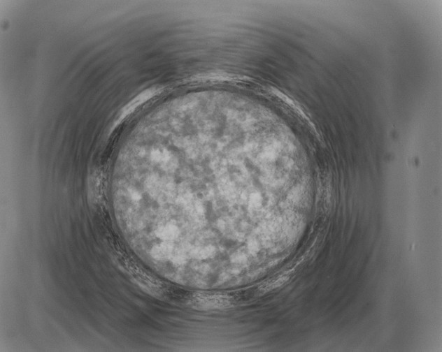 X0000085061258200704021336