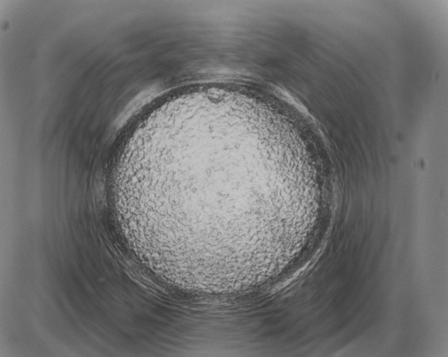 X0000085061259200704021336