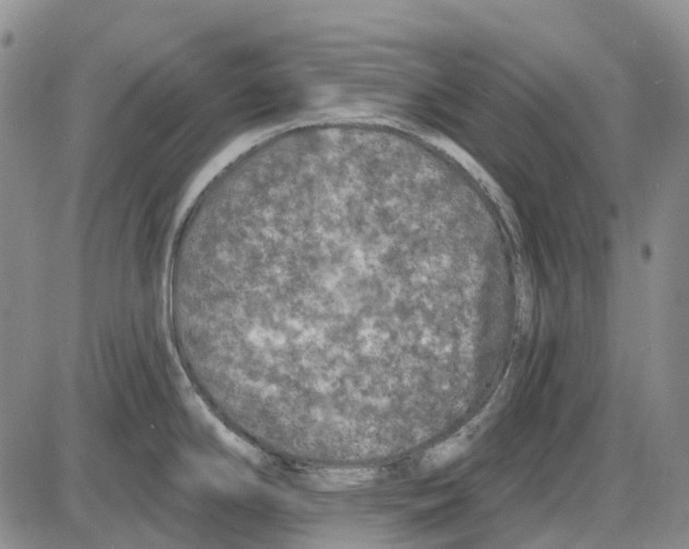 X0000085061294200704021335