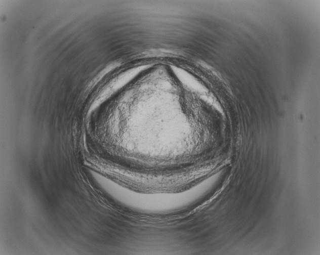 X0000085061313200704021335