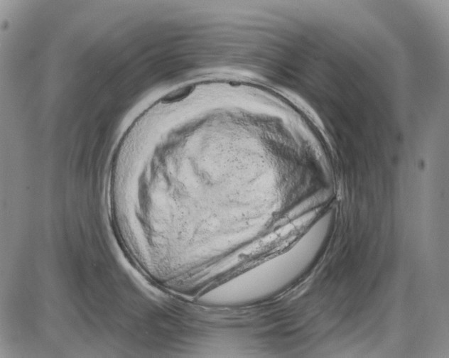 X0000085061391200704021334