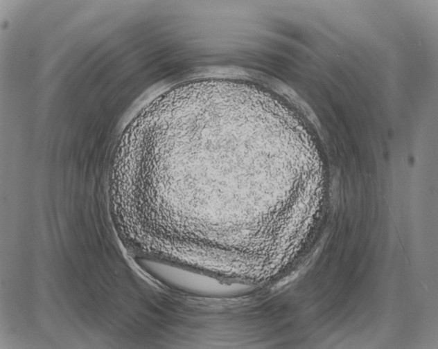 X0000085061425200704021333