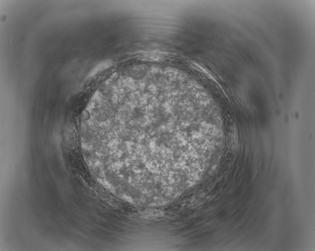 X0000085061446200704021333