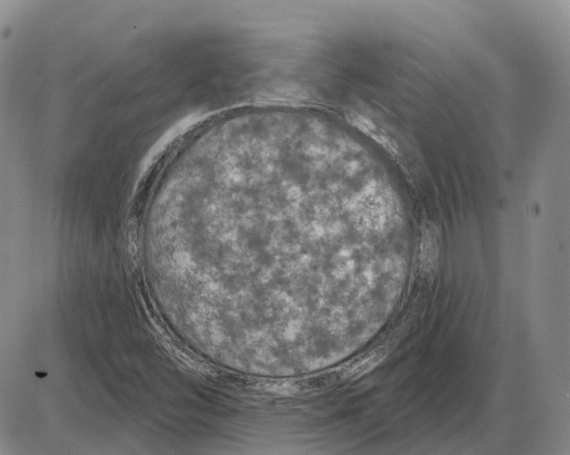 X0000085061454200704021333