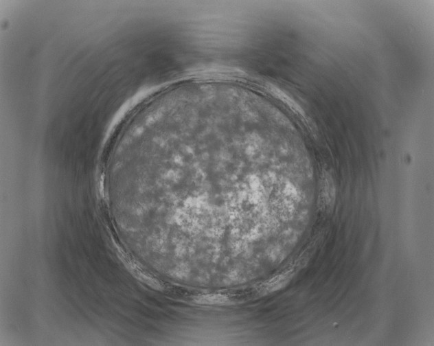 X0000085061462200704021332