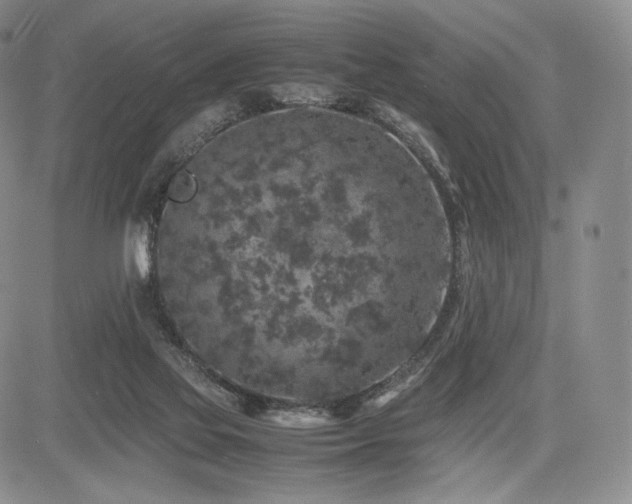 X0000085070069200703051418