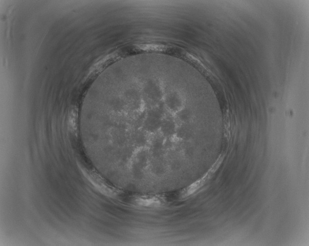 X0000085070175200703051417