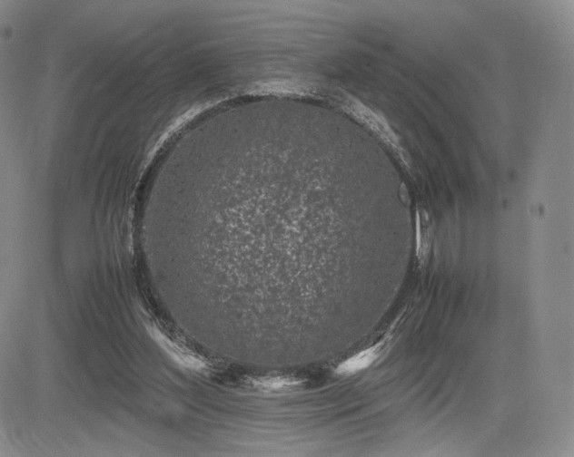 X0000085070204200703051416