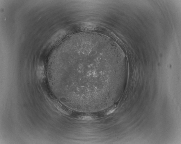 X0000085070224200703051416