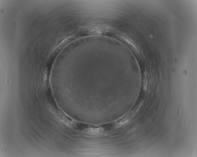 X0000085070314200703051414