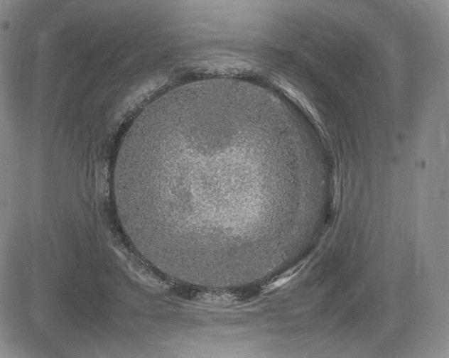 X0000085070403200703051413