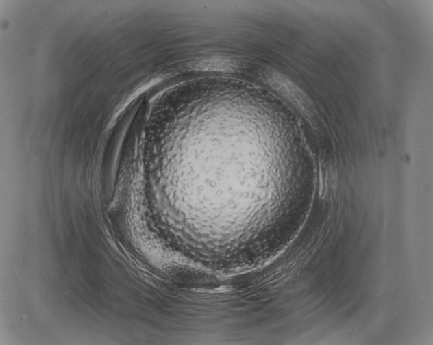 X0000085070531200703051410