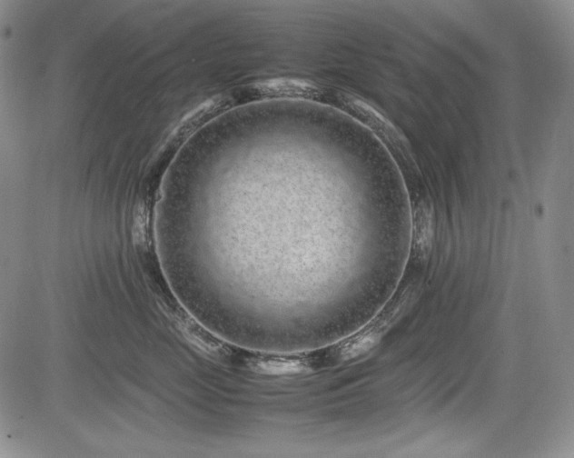 X0000085070669200703051409