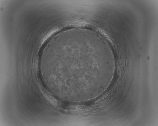 X0000085070679200703051408