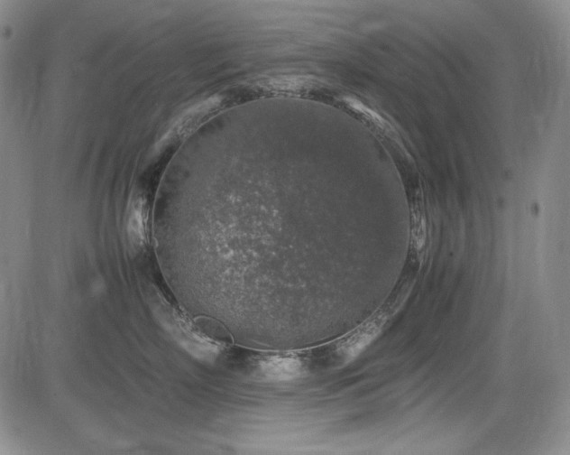 X0000085070718200703051407