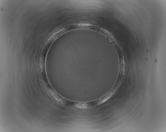 X0000085070762200703051407