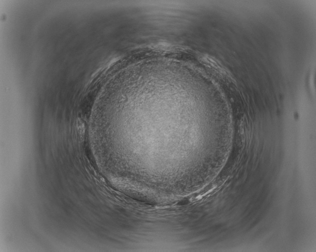 X0000085071302200703051356