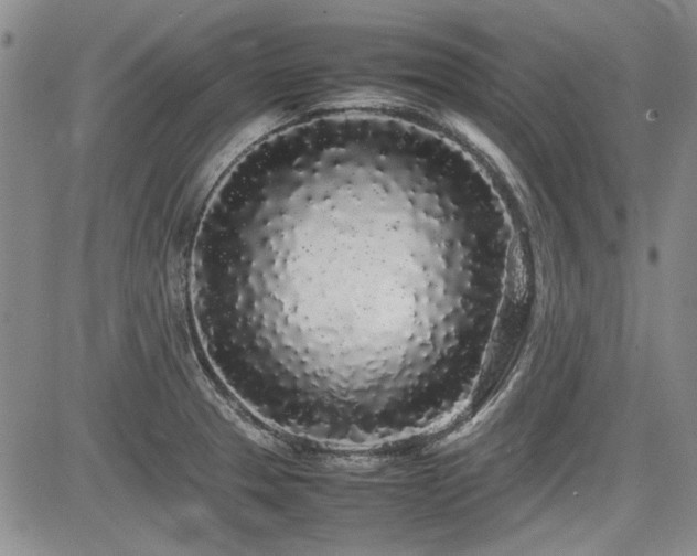 X0000085071329200703051356