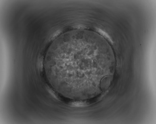 X0000085070065200703121650