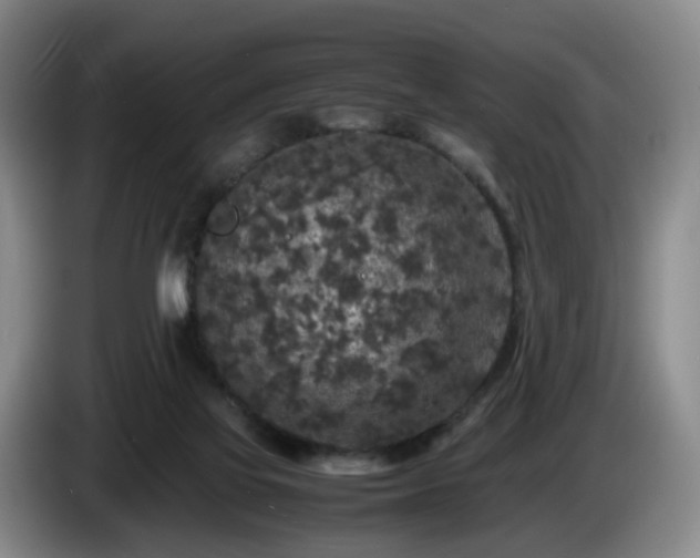 X0000085070069200703121650