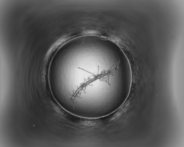 X0000085070341200703121646