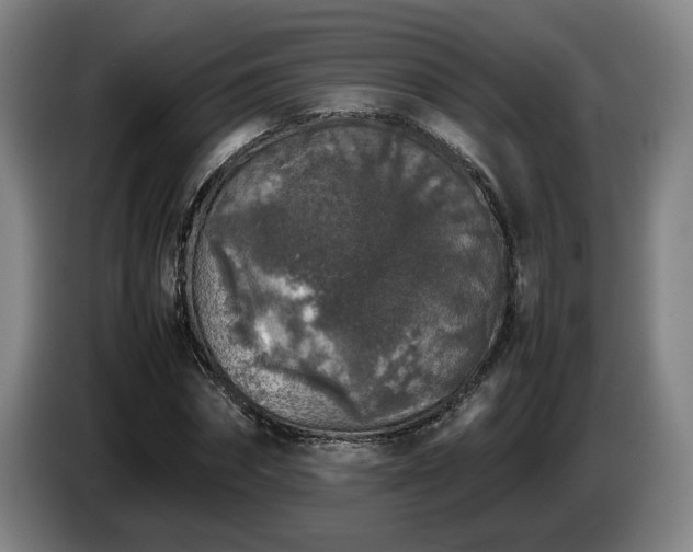 X0000085070874200703121639