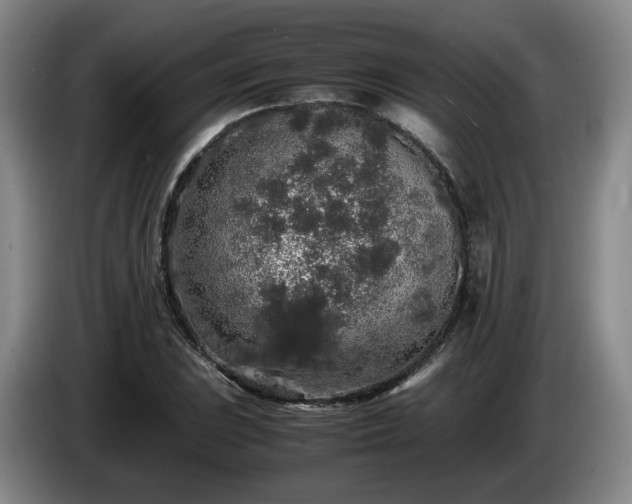 X0000085071023200703121637