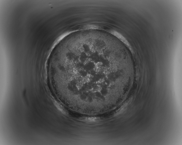 X0000085071031200703121637