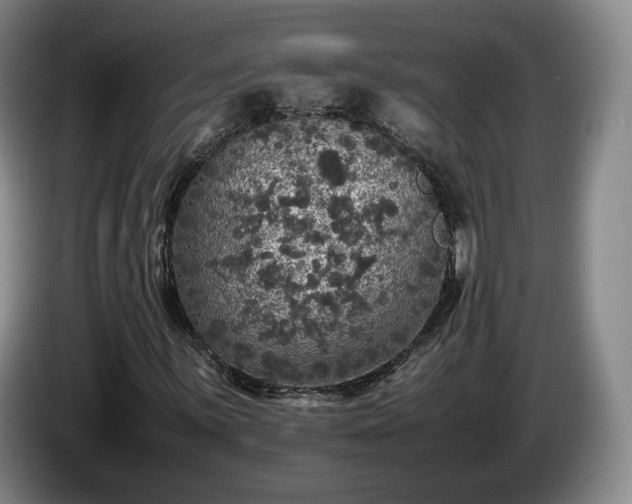 X0000085071059200703121637