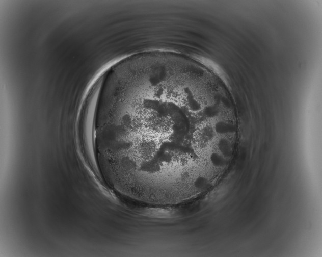 X0000085071125200703121636