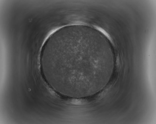 X0000085071364200703121633