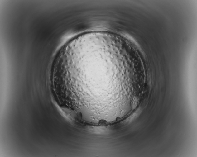 X0000085071422200703121632