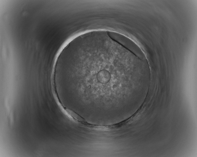 X0000085071536200703121631