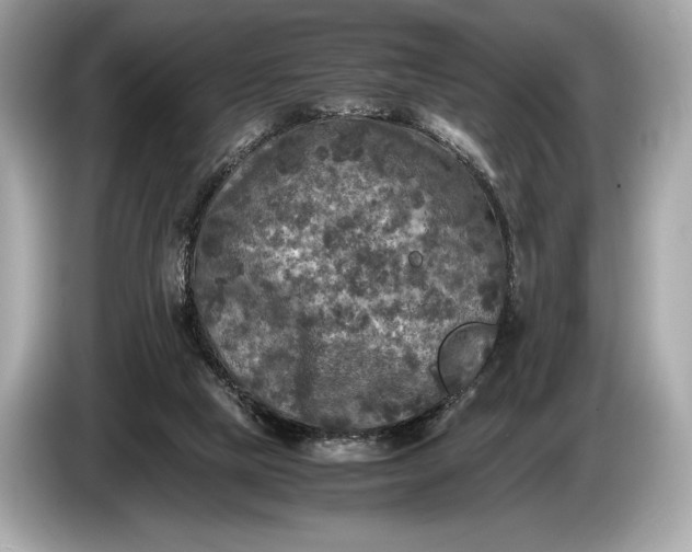 X0000085070065200703191310